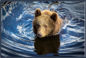 вода медведь медвежонок HD обои для ноутбука